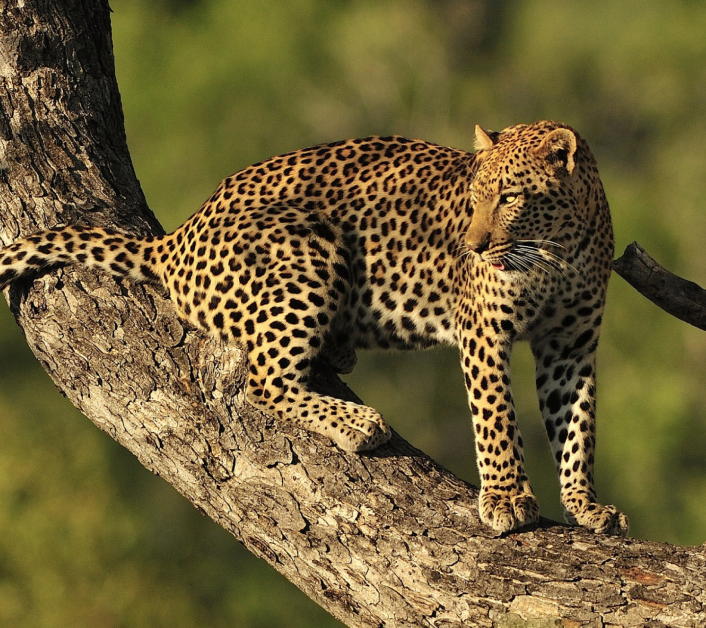 Screenshot №1 pro téma Kruger National Park with Leopard 1440x1280