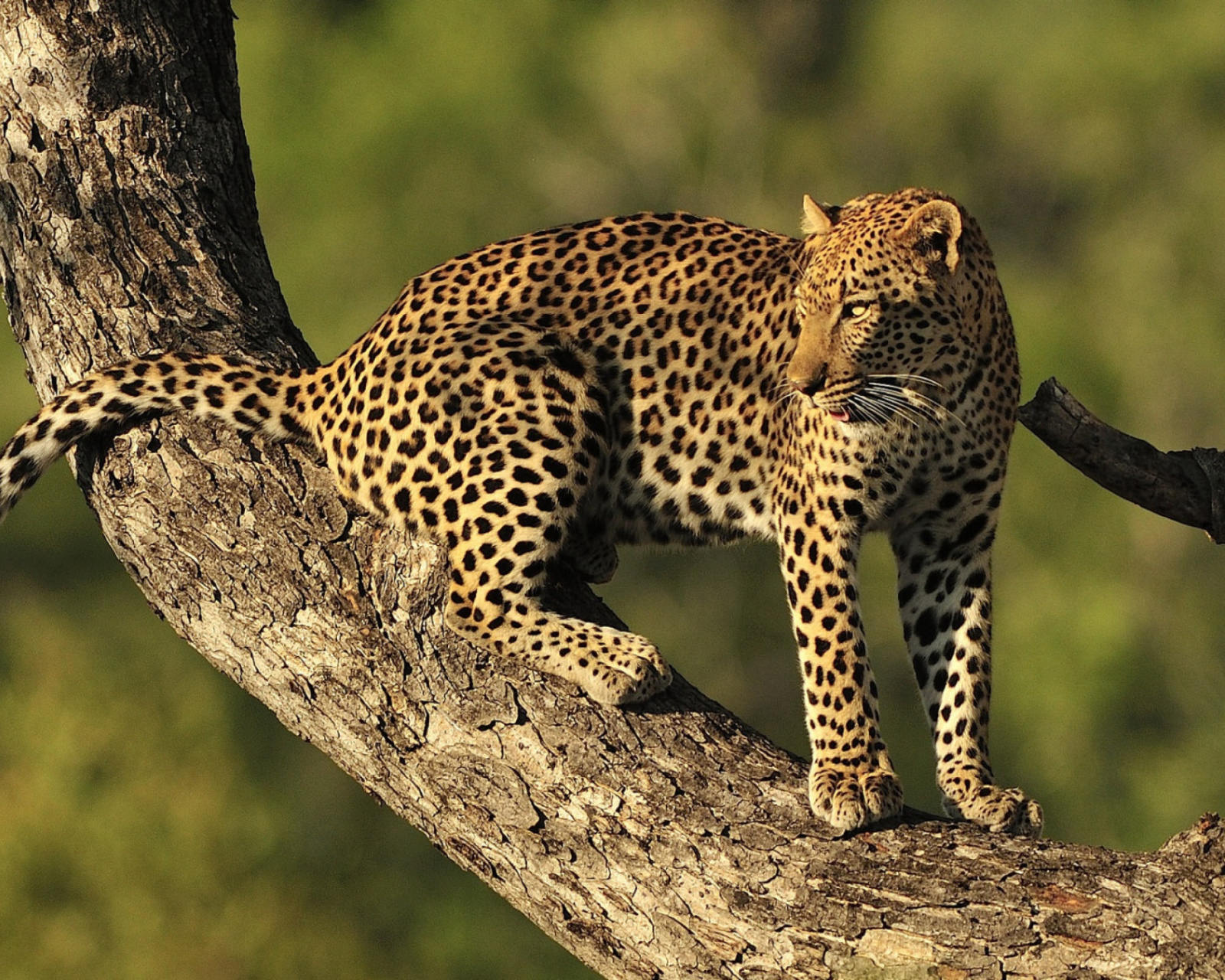 Sfondi Kruger National Park with Leopard 1600x1280