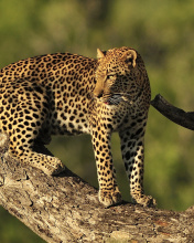 Kruger National Park with Leopard wallpaper 176x220