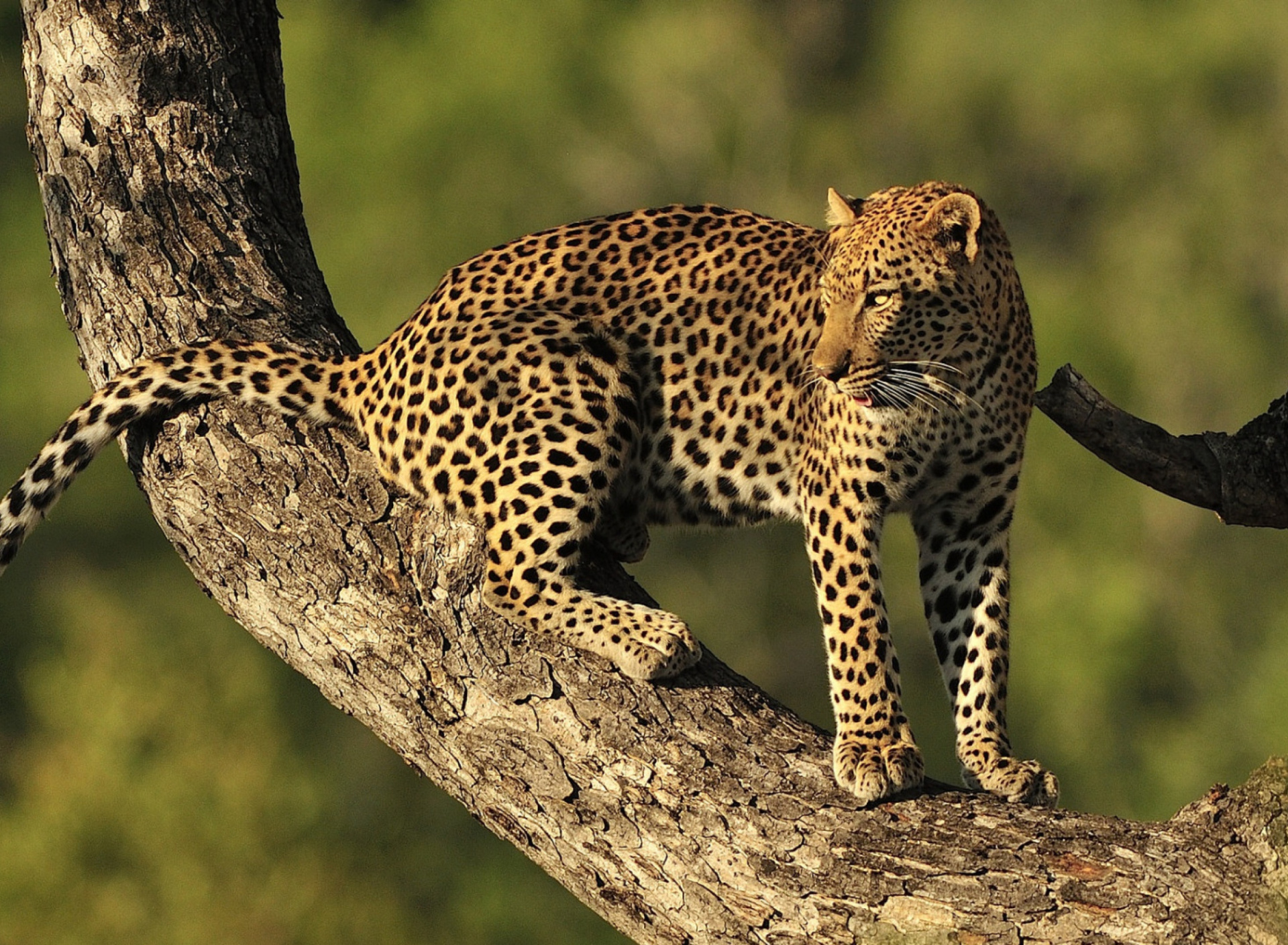 Sfondi Kruger National Park with Leopard 1920x1408