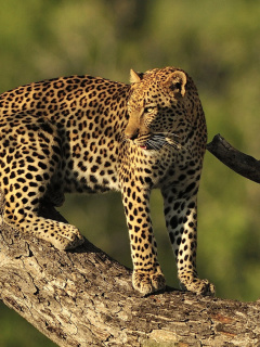 Das Kruger National Park with Leopard Wallpaper 240x320