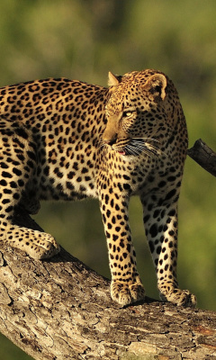 Screenshot №1 pro téma Kruger National Park with Leopard 240x400
