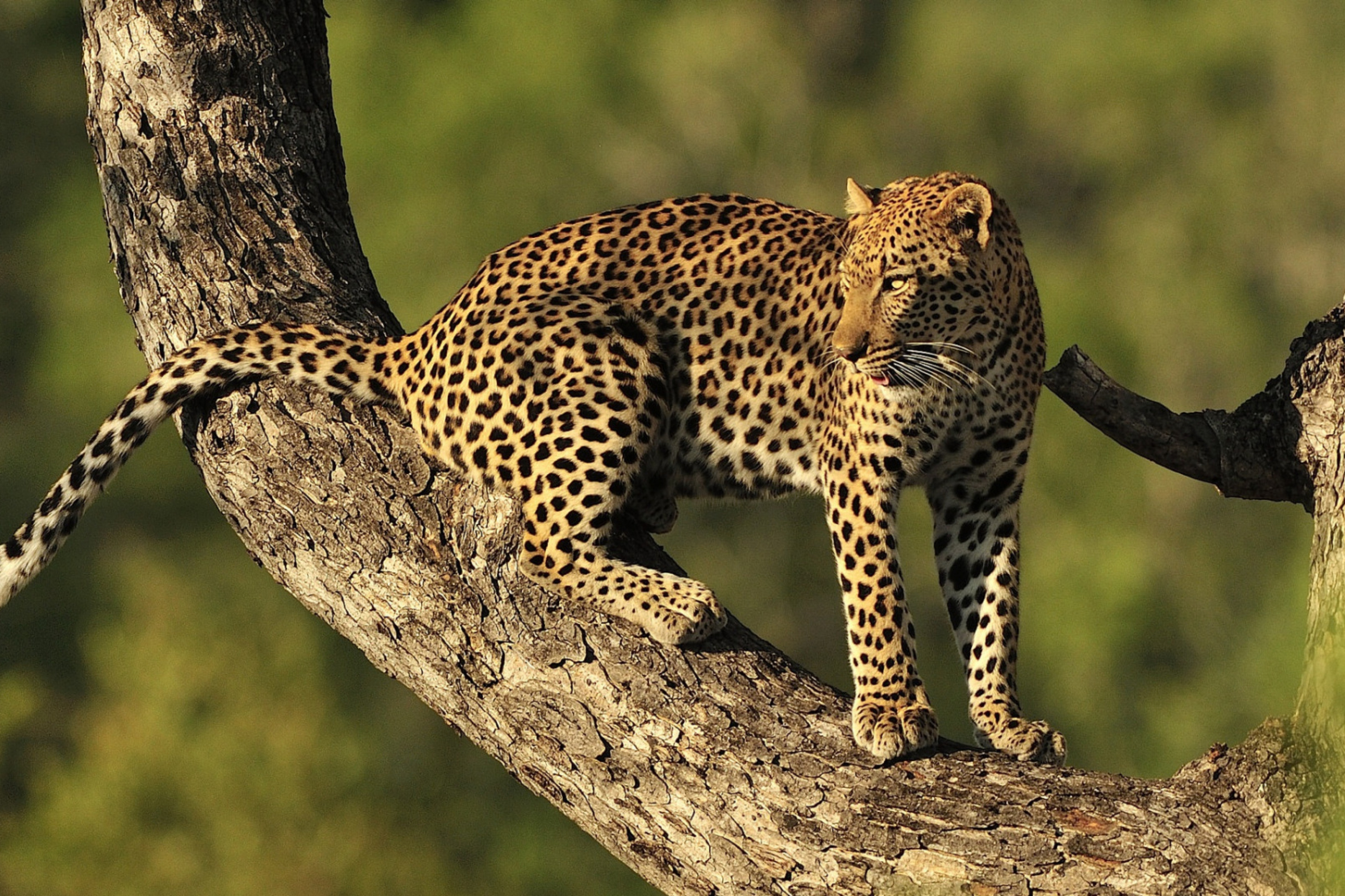Screenshot №1 pro téma Kruger National Park with Leopard 2880x1920