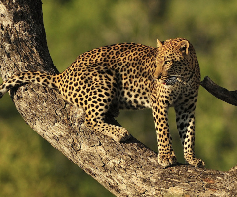 Fondo de pantalla Kruger National Park with Leopard 480x400