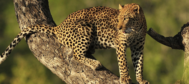 Sfondi Kruger National Park with Leopard 720x320