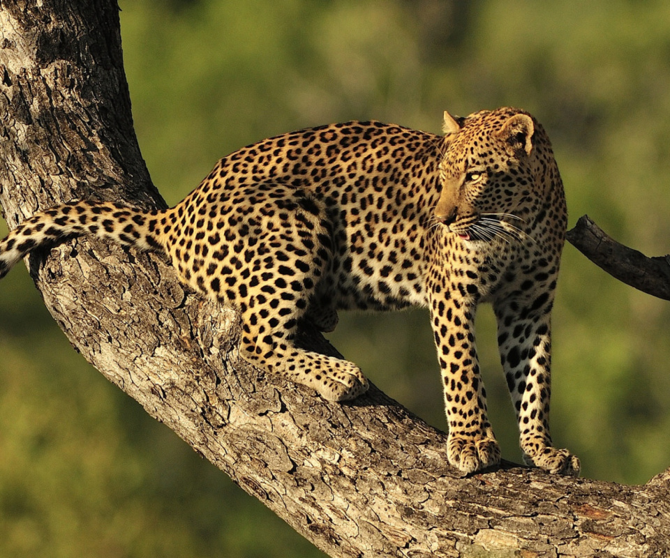 Kruger National Park with Leopard wallpaper 960x800