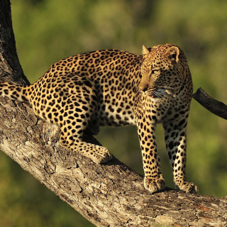 Kostenloses Kruger National Park with Leopard Wallpaper für 128x128