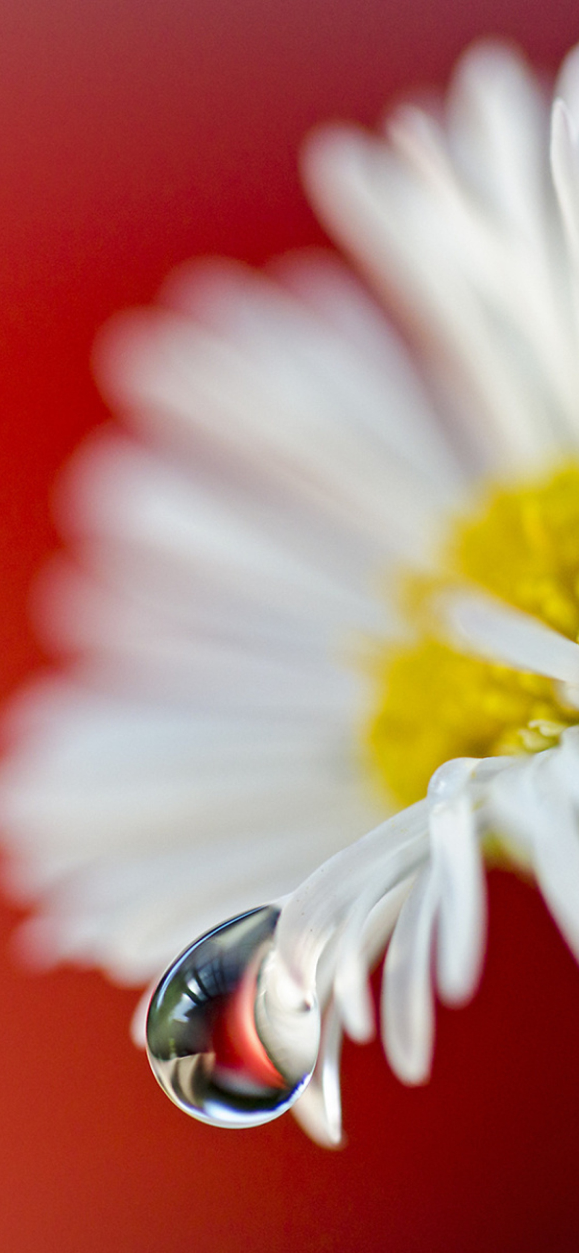 Das Tear Of Daisy Wallpaper 1170x2532