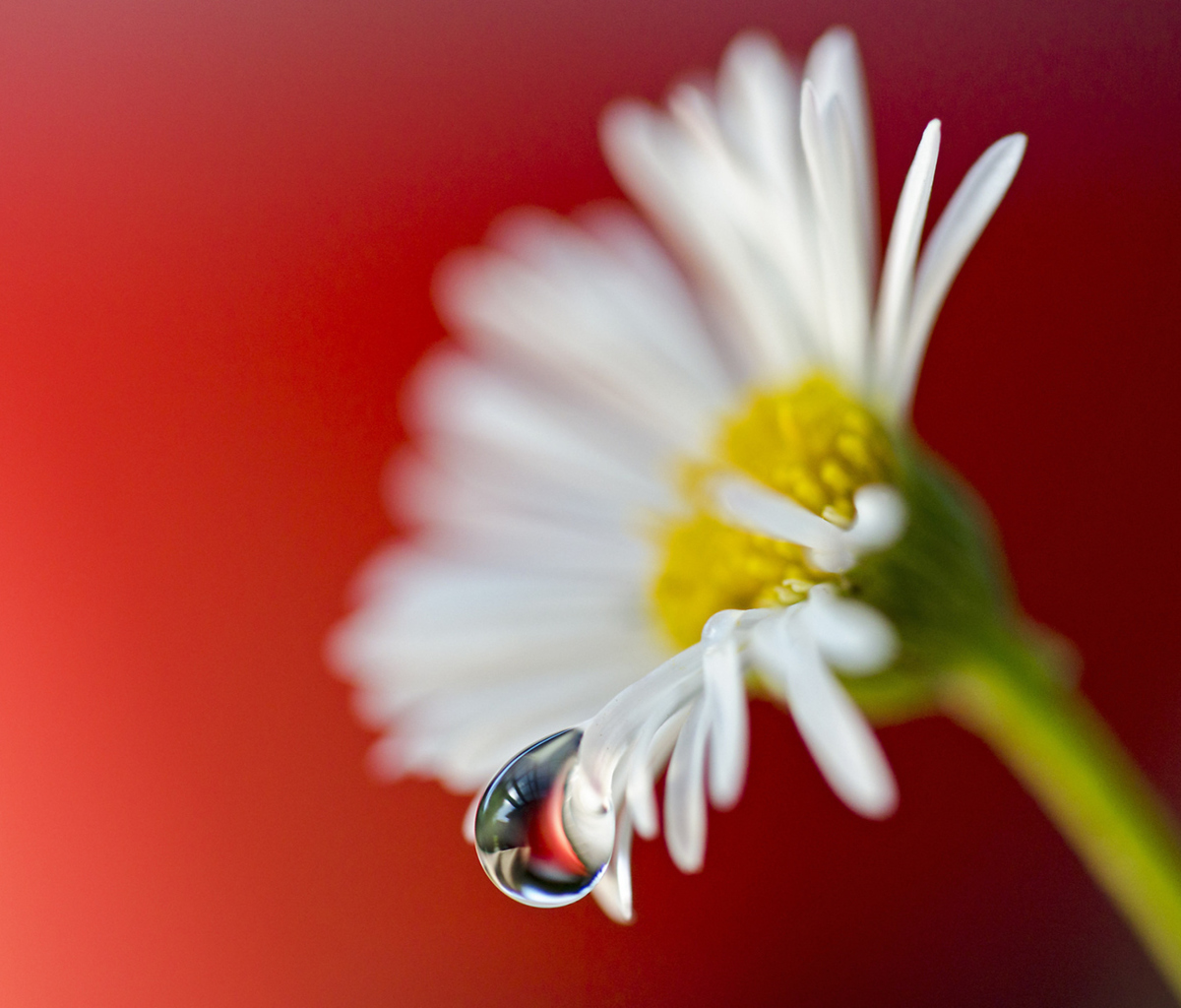 Обои Tear Of Daisy 1200x1024