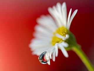 Tear Of Daisy wallpaper 320x240