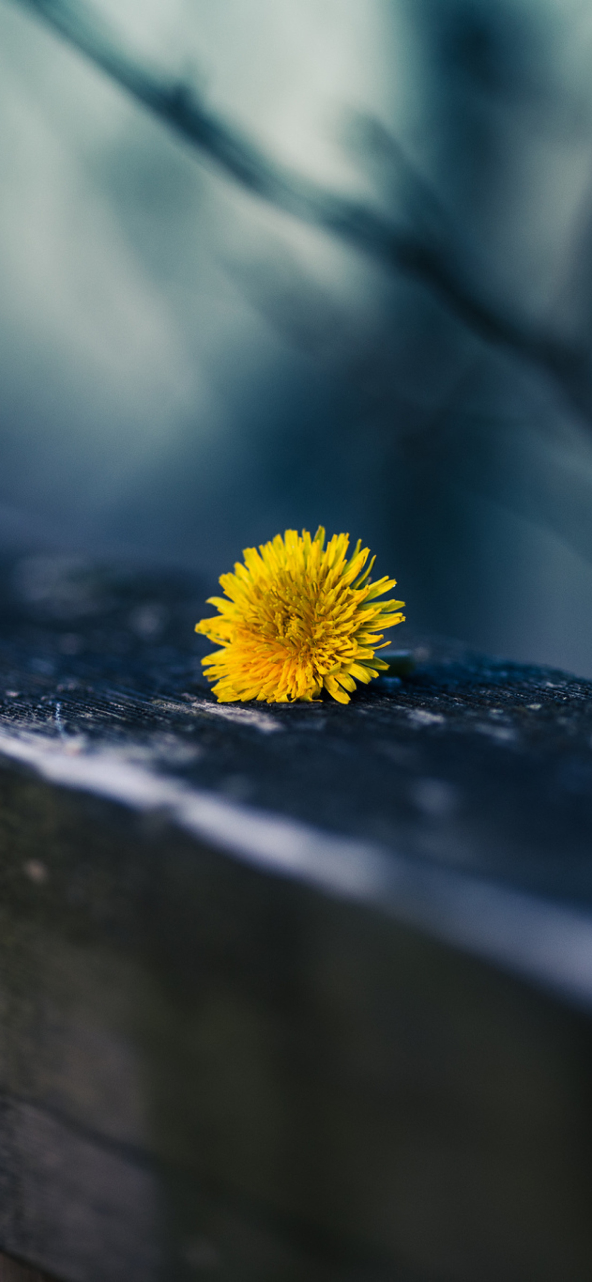 Little Yellow Dandelion wallpaper 1170x2532