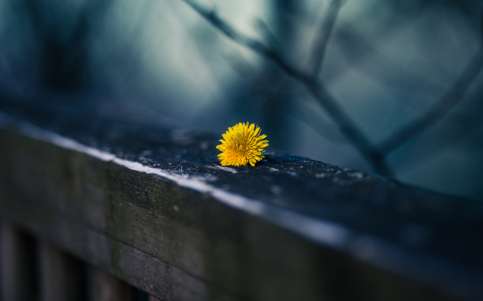 Sfondi Little Yellow Dandelion 1680x1050
