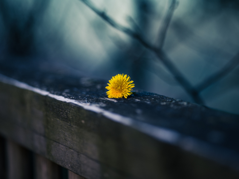 Little Yellow Dandelion screenshot #1 800x600