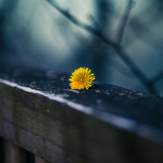 Little Yellow Dandelion - Obrázkek zdarma pro 2048x2048