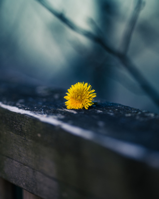 Little Yellow Dandelion Wallpaper for LG Swift