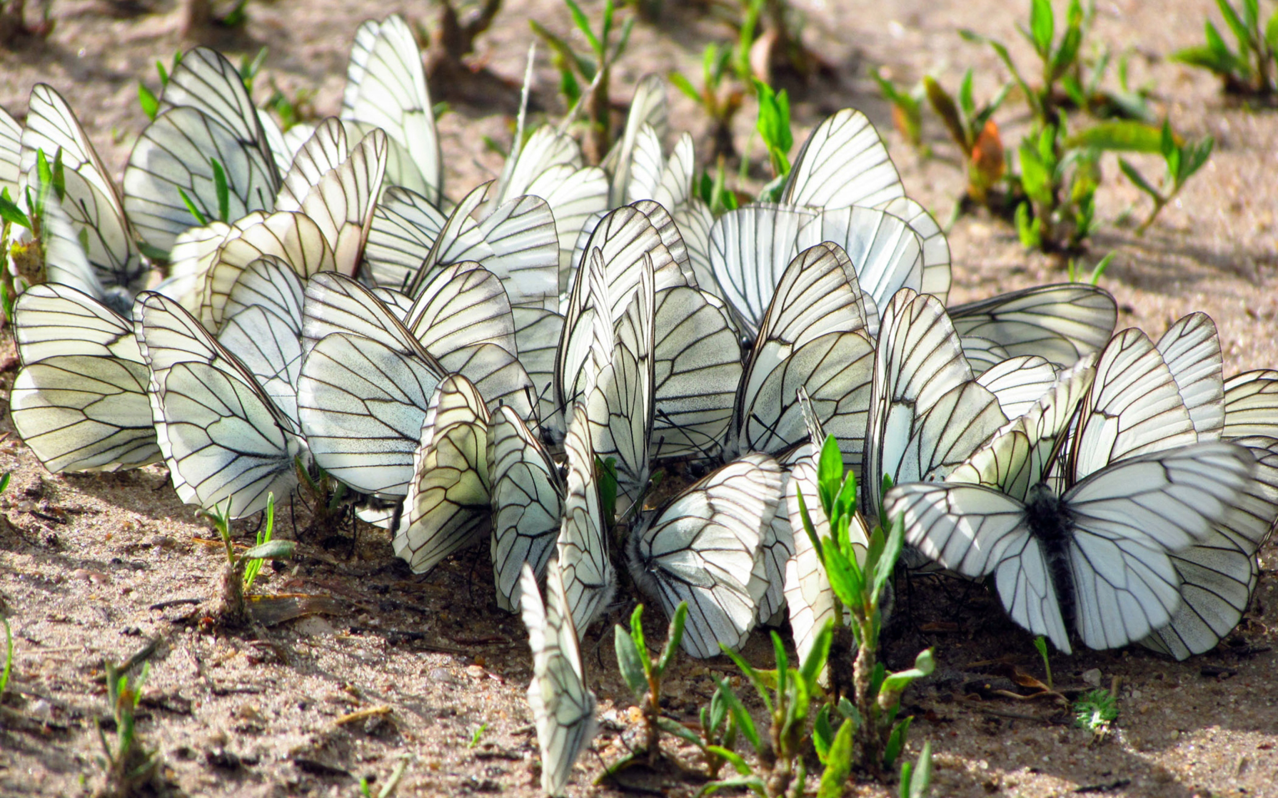 White Butterflies wallpaper 2560x1600