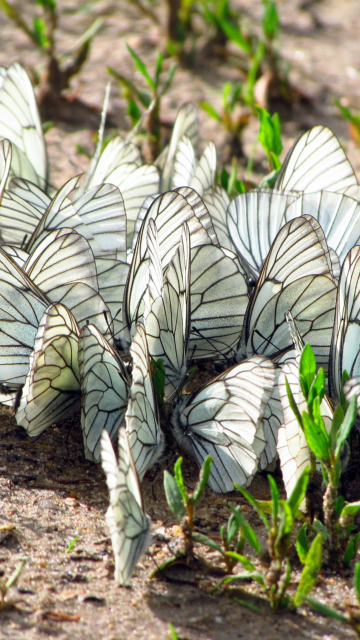 White Butterflies wallpaper 360x640