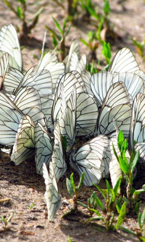 Fondo de pantalla White Butterflies 480x800