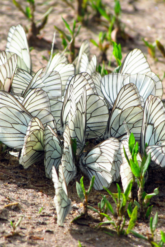 Sfondi White Butterflies 640x960