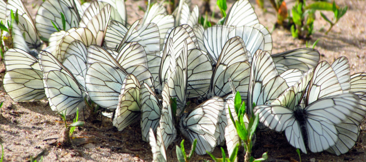 Das White Butterflies Wallpaper 720x320