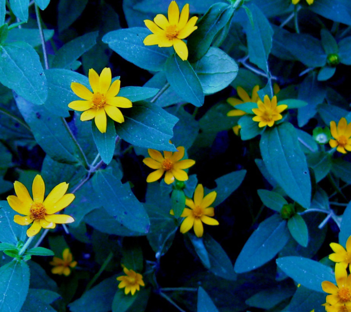 Fondo de pantalla Evening Flowers 1440x1280