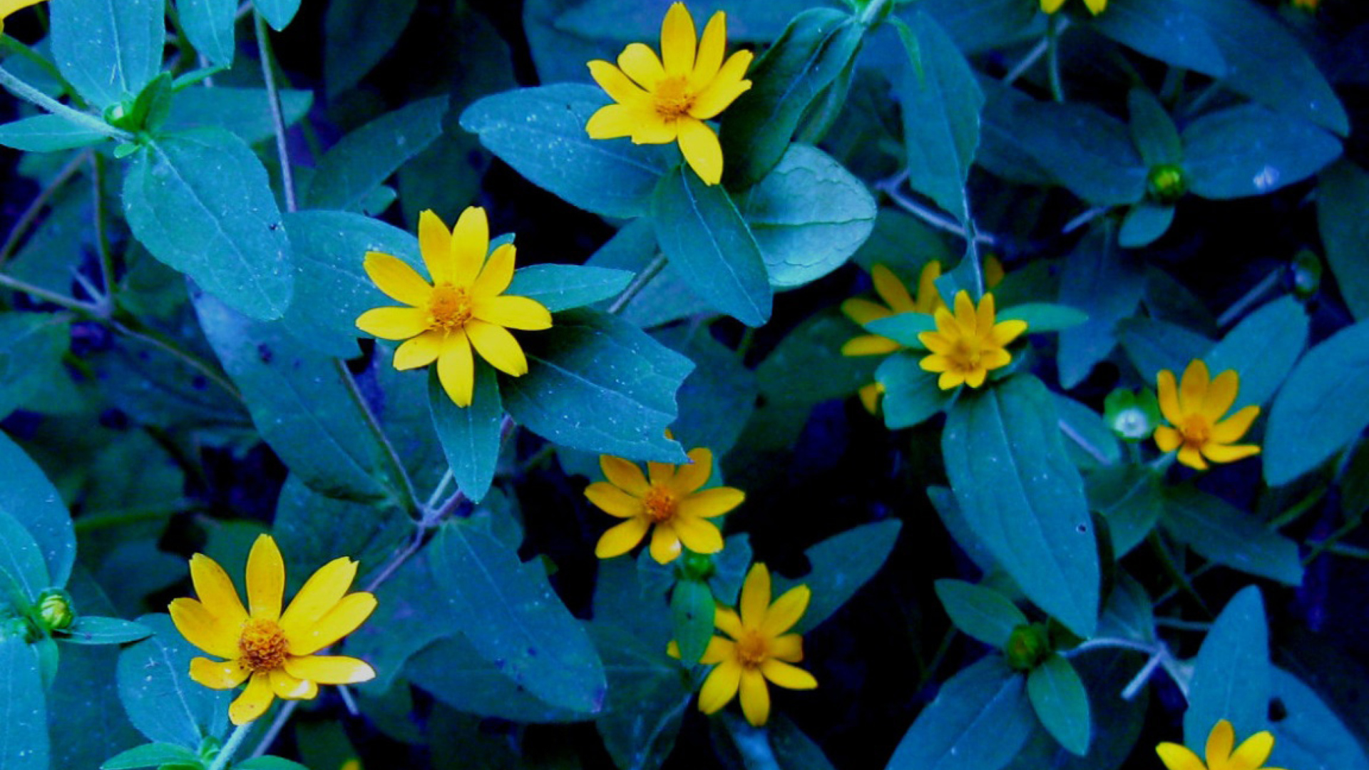 Evening Flowers wallpaper 1920x1080