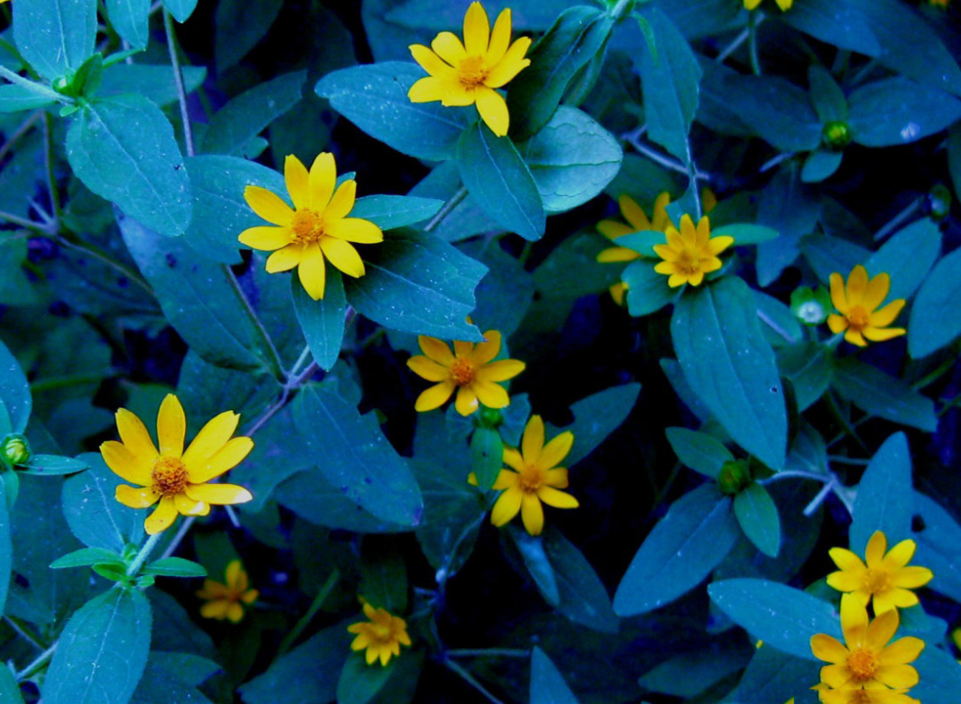 Evening Flowers screenshot #1 1920x1408