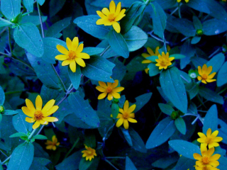 Evening Flowers screenshot #1 320x240