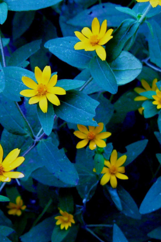 Evening Flowers screenshot #1 320x480
