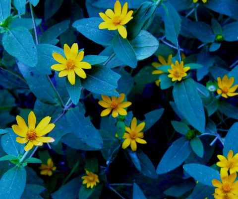 Screenshot №1 pro téma Evening Flowers 480x400