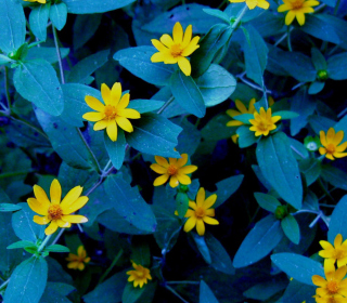 Kostenloses Evening Flowers Wallpaper für iPad