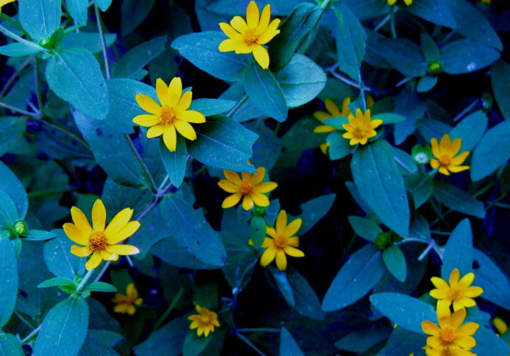 Sfondi Evening Flowers