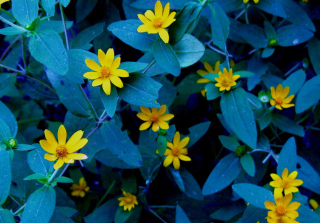 Kostenloses Evening Flowers Wallpaper für Android, iPhone und iPad