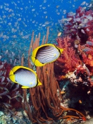 Sfondi Yellow Fishes 132x176