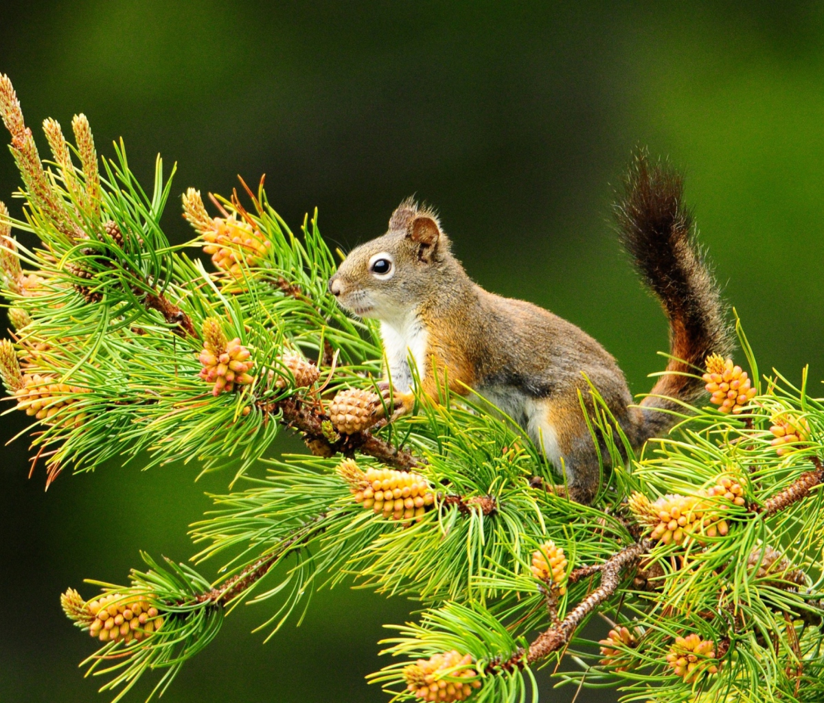 Fondo de pantalla Squirrel And Cones 1200x1024