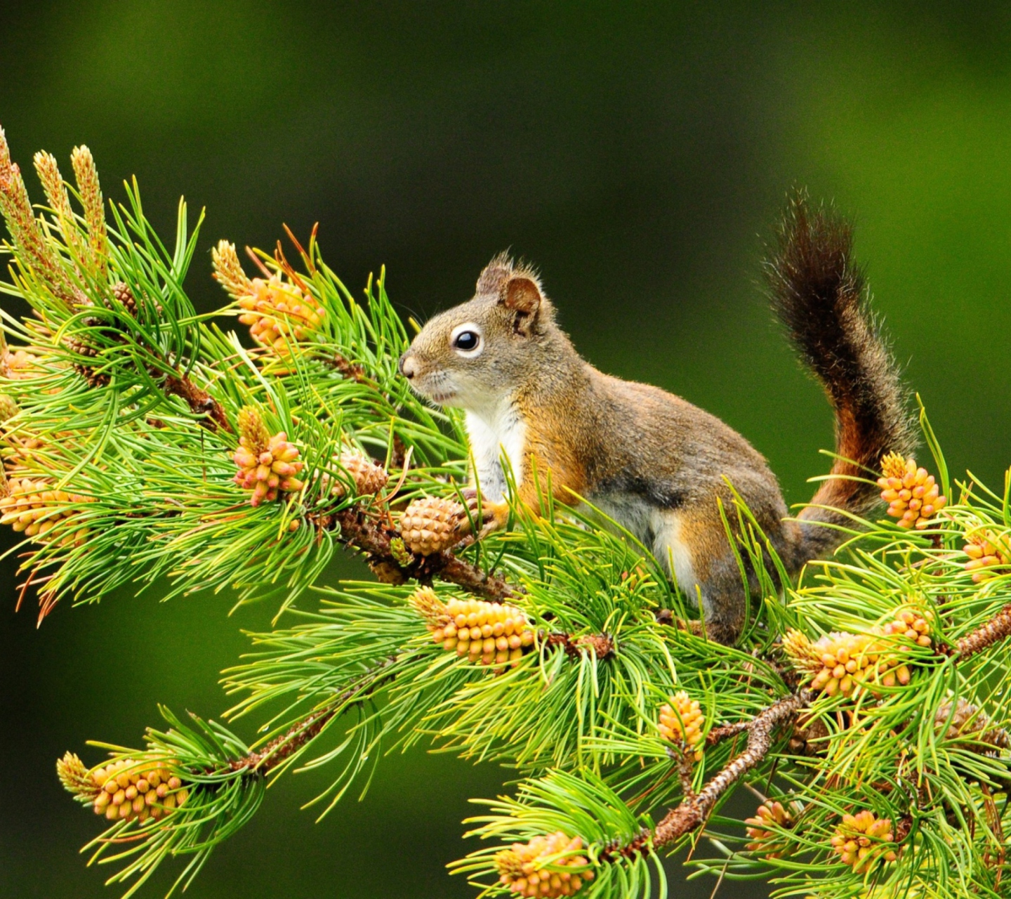 Squirrel And Cones wallpaper 1440x1280