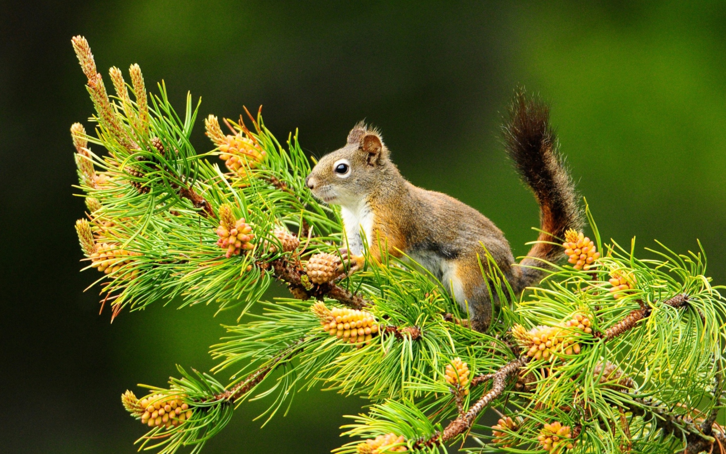 Squirrel And Cones screenshot #1 1440x900