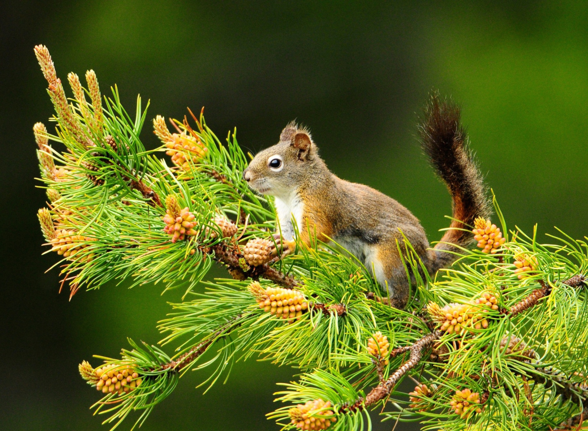 Обои Squirrel And Cones 1920x1408