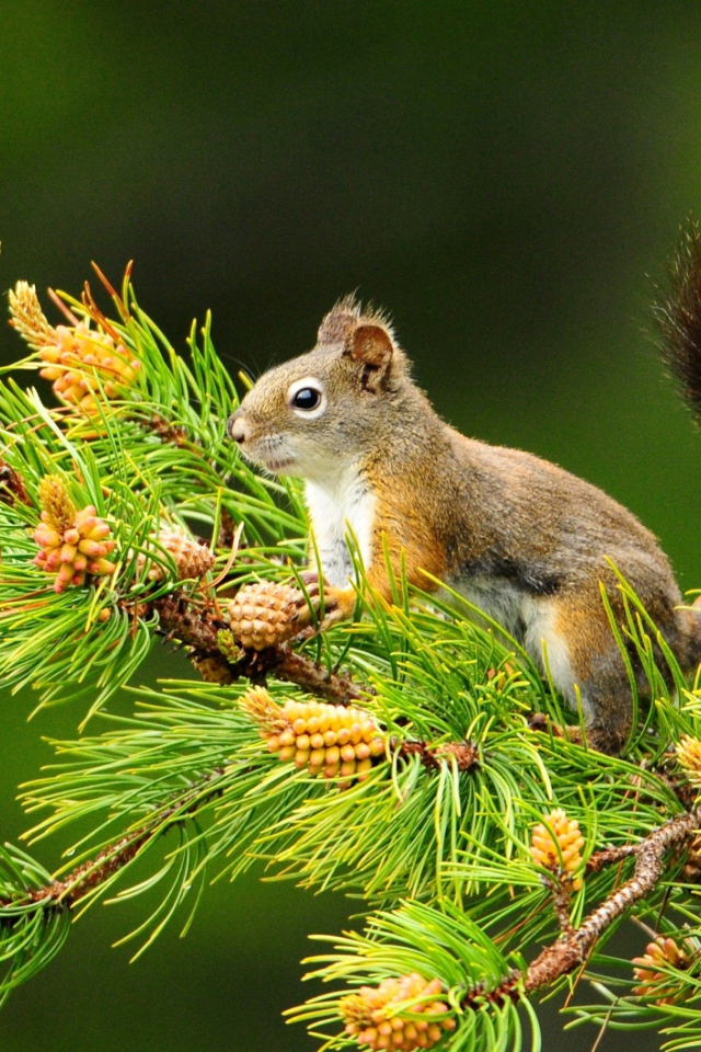 Fondo de pantalla Squirrel And Cones 640x960