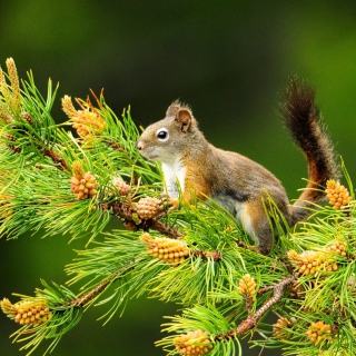 Squirrel And Cones sfondi gratuiti per Samsung B159 Hero Plus