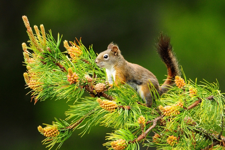 Squirrel And Cones wallpaper