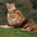 Обои Lion Pride in Hwange National Park in Zimbabwe 128x128