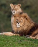 Lion Pride in Hwange National Park in Zimbabwe wallpaper 128x160