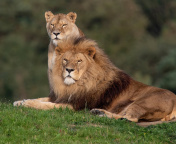 Обои Lion Pride in Hwange National Park in Zimbabwe 176x144