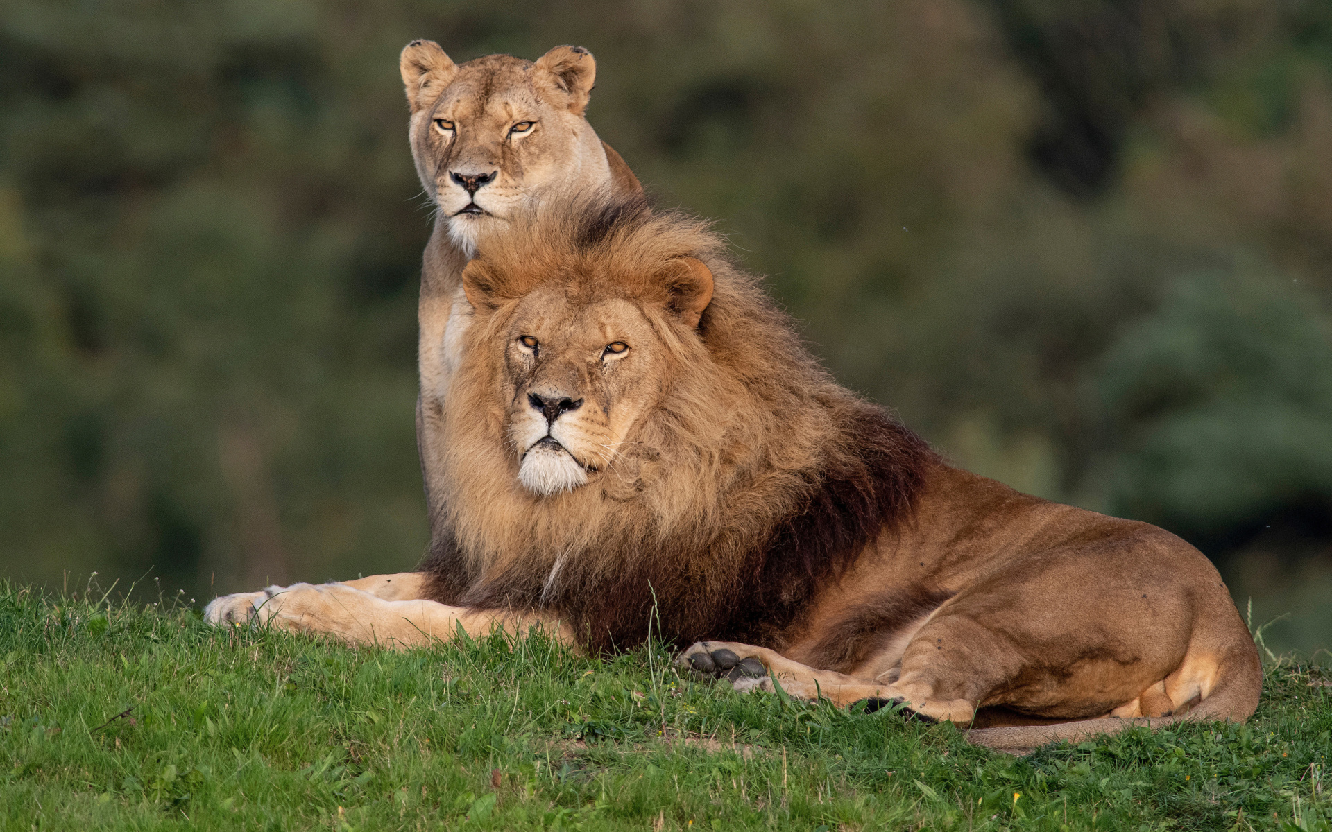 Обои Lion Pride in Hwange National Park in Zimbabwe 1920x1200