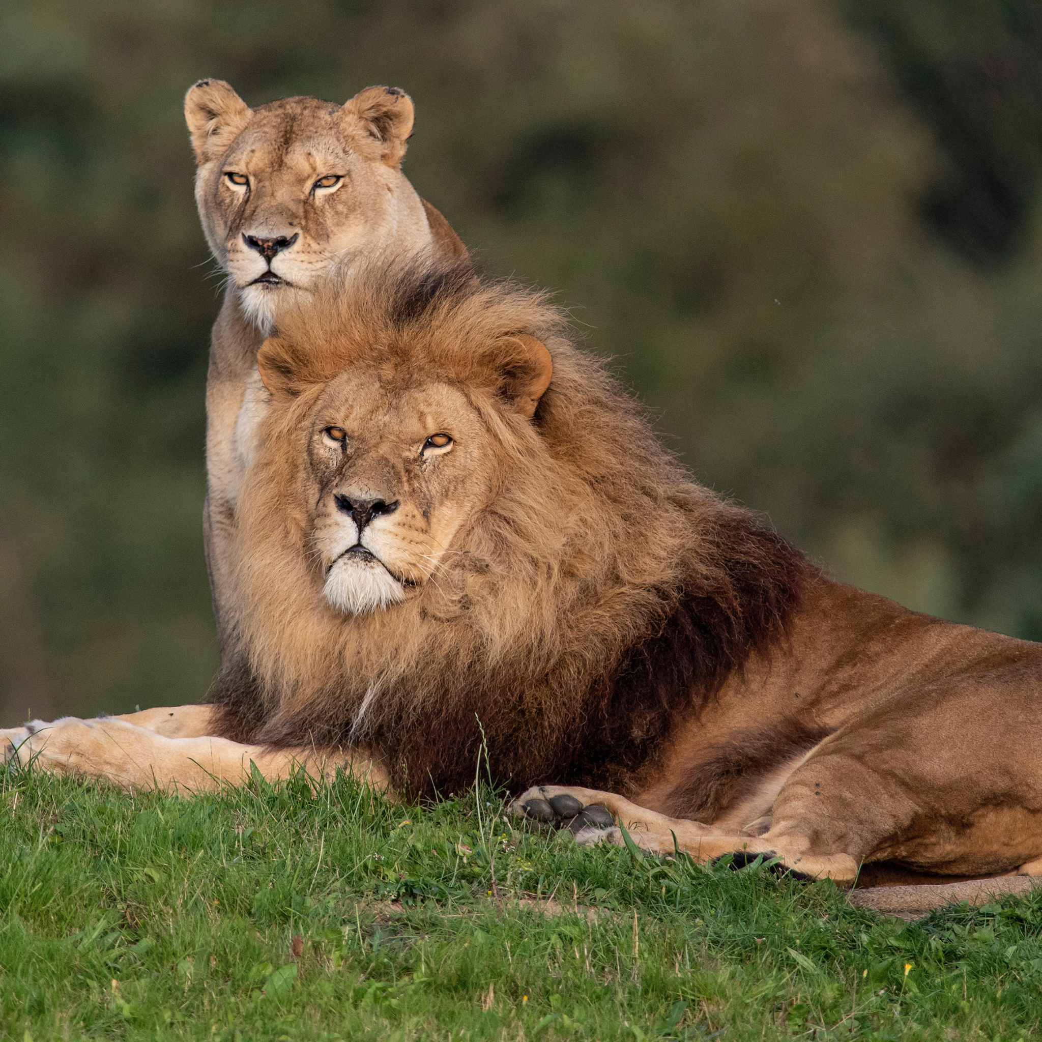 Lion Pride in Hwange National Park in Zimbabwe wallpaper 2048x2048