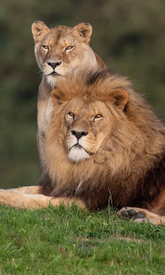Обои Lion Pride in Hwange National Park in Zimbabwe 240x400