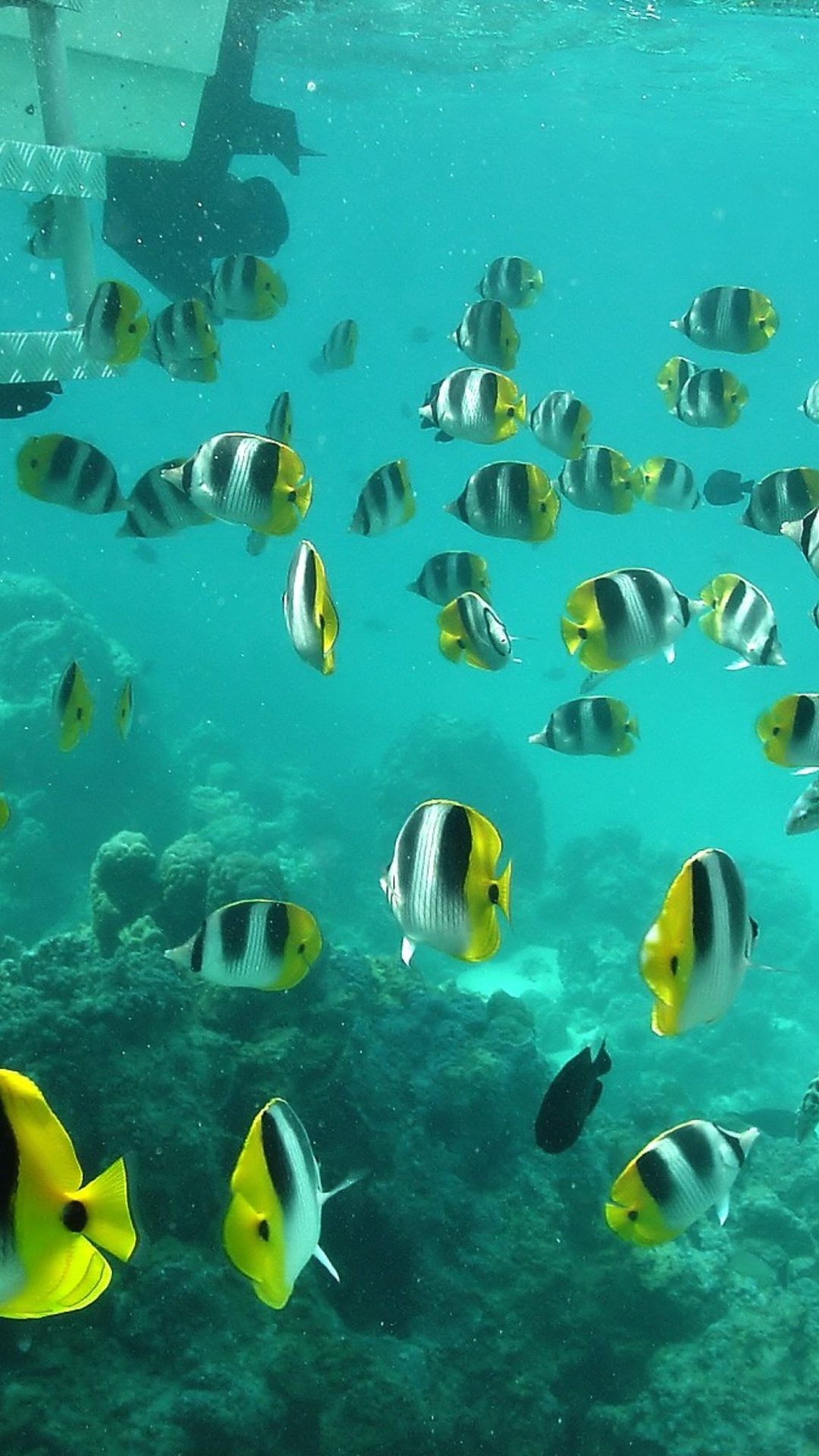 Ocean Fish wallpaper 1080x1920