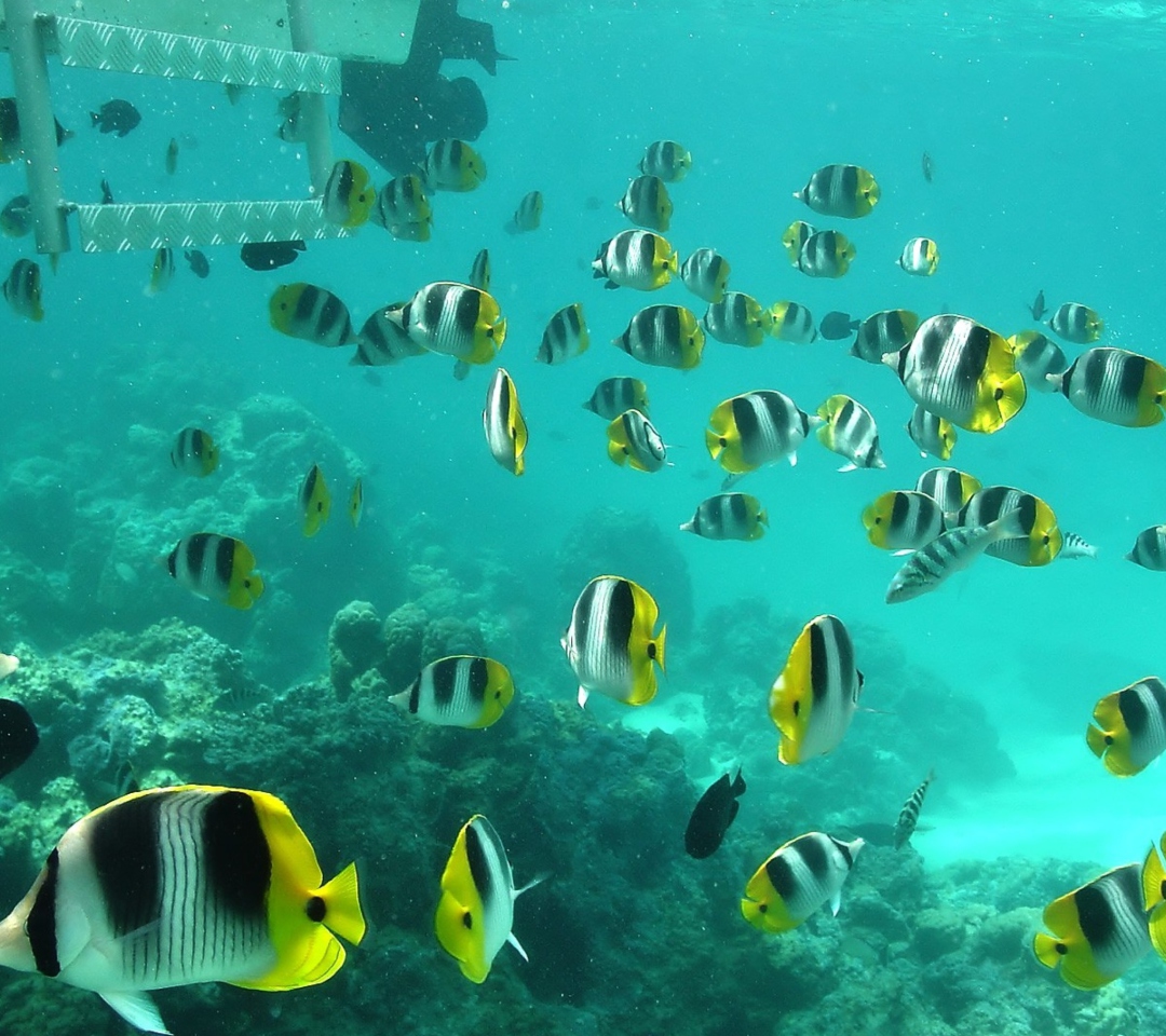 Das Ocean Fish Wallpaper 1080x960