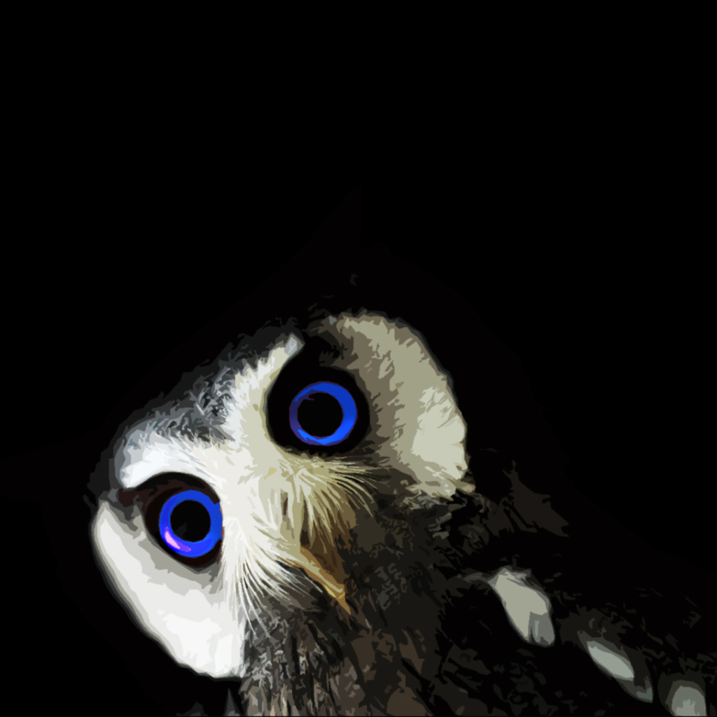 Sfondi Funny Owl With Big Blue Eyes 1024x1024